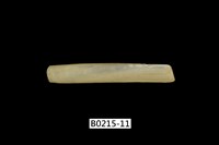 藏品(竹蟶)的圖片